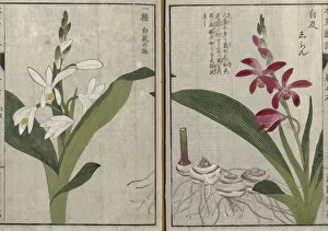 Iwasaki Tsunemasa Collection: Bletilla or Urn orchid (Bletilla striata), woodblock print and manuscript on paper, 1828