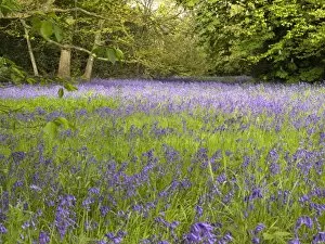 Bluebell Wood Gallery: Blubells in the Conservation Area
