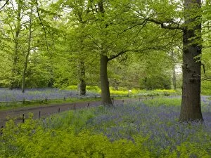 The Gardens Gallery: Blubells in the Conservation Area
