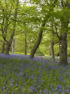 Natural gardens Collection: Blubells in the Conservation Area