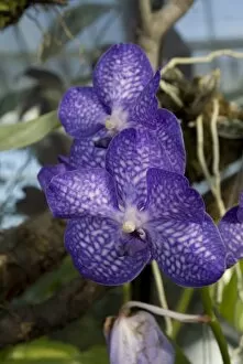 Blue Kew Vanda Yunan China* 003984LT purple sansai