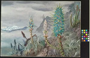 Images Dated 21st September 2010: The Blue Puya and Cactus at home in the Cordilleras by Marianne North