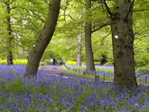 The Gardens Gallery: Bluebell woods