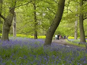 Natural gardens Collection: Bluebell woods