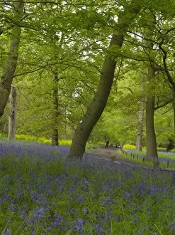 Natural gardens Collection: Bluebell woods
