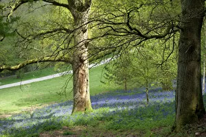 Woodland Gallery: Bluebells in woodland at Wakehurst place