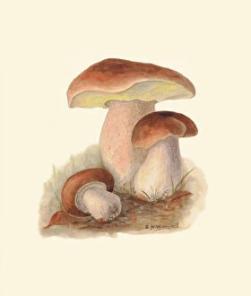 Mushroom Collection: Boletus edulis, c. 1915-45
