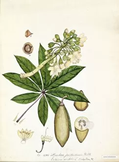 Botanical Art Collection: Bombax pentandrum, Willd