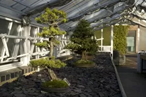 Images Dated 17th December 2008: Bonsai House interior