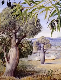 Paintings Collection: The Bottle Tree of Queensland
