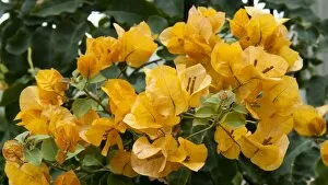 Kew Living Collection Gallery: Bougainvillea X buttiana Enid Lancaster
