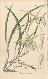 Images Dated 23rd April 2020: Brassavola perinii, 1840