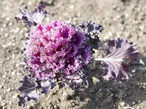 Edible plants Collection: Brassica oleracea Kamome Red