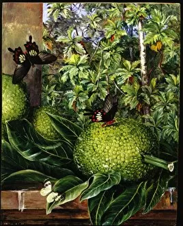 Botanical Art Collection: The Breadfruit, painted at Singapore