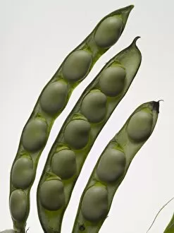 003984lt Collection: Broad Beans