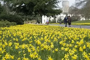 Daffodil Gallery: Broadwalk in spring