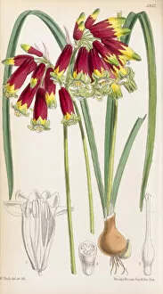Botanical Art Gallery: Brodiaea coccinea, 1870