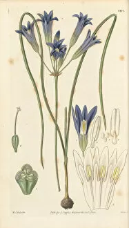 Botanical Illustration Gallery: Brodiaea grandiflora, 1829