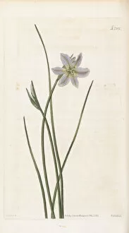 Botanical Art Gallery: Brodiaea ixioides, 1823