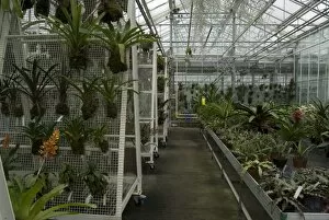 Bromeliad collection Zone 19