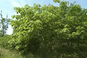 Trees in the landscape Collection: Broussonetia papyrifera