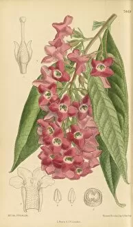 Water Color Collection: Buddleia colvilei, Smith M