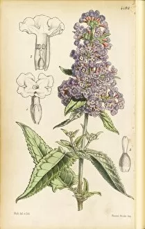 Water Color Gallery: Buddleia crispa, Fitch W