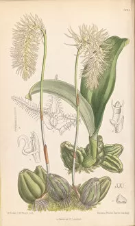 Orchids Gallery: Bulbophyllum comosum, 1893