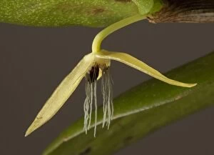 Plant Life Gallery: Bulbophyllum nocturnum J.J.Verm