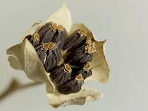Seeds and Fruits Gallery: Bupleurum rotundifolium