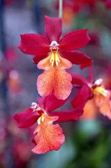 Orchidaceae Collection: Burrageara (Cochlioda x Miltonia x Odontoglossum x Oncidium Stephan Isler )