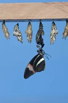 Biodiversity Collection: Butterflies and Moths