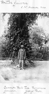 C W Anderson with Cannonball tree, Couroupita guianensis photographed at the Botanical Gardens, Georgetown, Guyana (then British Guiana)
