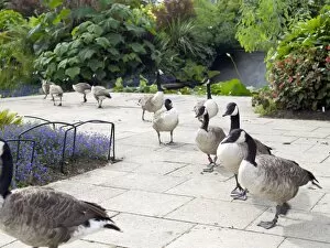 Summer Gallery: caanda geese