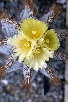 Yellow Flower Gallery: CACTACEAE, Astrophytum