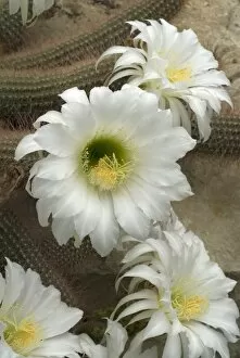 Cacti Collection: CACTACEAE, Echinopsis