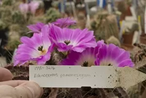 Cactaceae Gallery: cacti flower