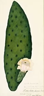 Economic Botany Gallery: Cactus chinensis, R. (Opuntia ficus-indica)