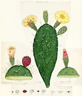 Yellow Collection: Cactus indicus, ca 18th century