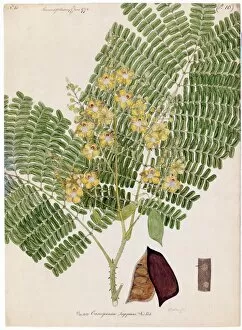 William Roxburgh Collection: Caesalpinia sappan, Willd