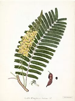 Leguminosae Collection: Caesalpinia tortuosa, R