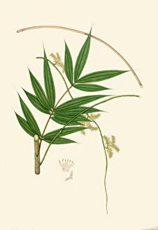 Palm Leaf Collection: Calamus gracilis, c. 1800