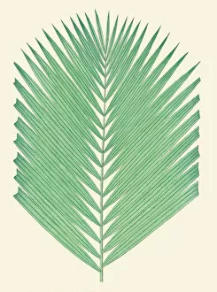 Palm Leaf Gallery: Calamus melanochaetes, 1850