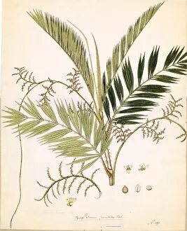 Palm Gallery: Calamus viminalis, ca 1800