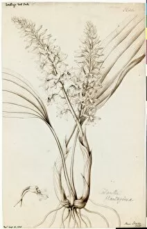 Orchidaceae Collection: Calanthe plantaginea, 1838