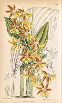 Calanthe striata aka C. sieboldii (Evergreen calanthe), 1888