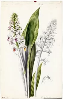 Botanical Art Gallery: Calanthe versicolor, 1838