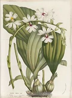 Botanical Illustration Gallery: Calanthe vestita (Tropical calanthe), 1845-1883