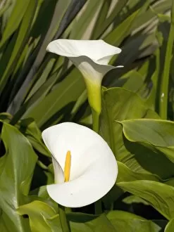 Leave Gallery: Calla lily, Zantedeschia aethiopica