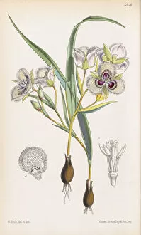 Walter Hood Fitch Collection: Calochortus elegans, 1872